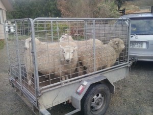 Lambs to the slaughter. Woohoo!