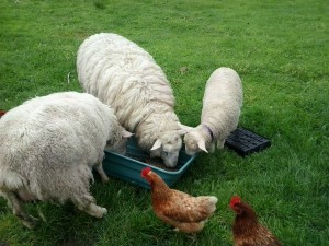 The sheep-nut tray.  Also handy for trapping unwary chickens.